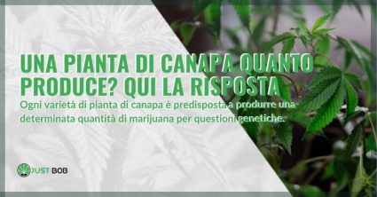 Ecco quanto produce una pianta di canapa