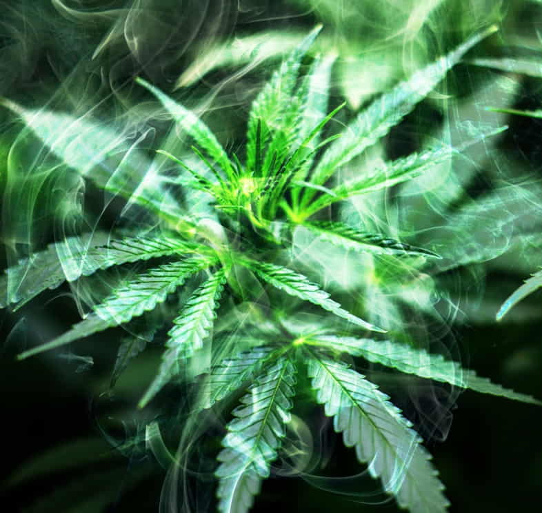 La cannabis può essere considerata allucinogena?
