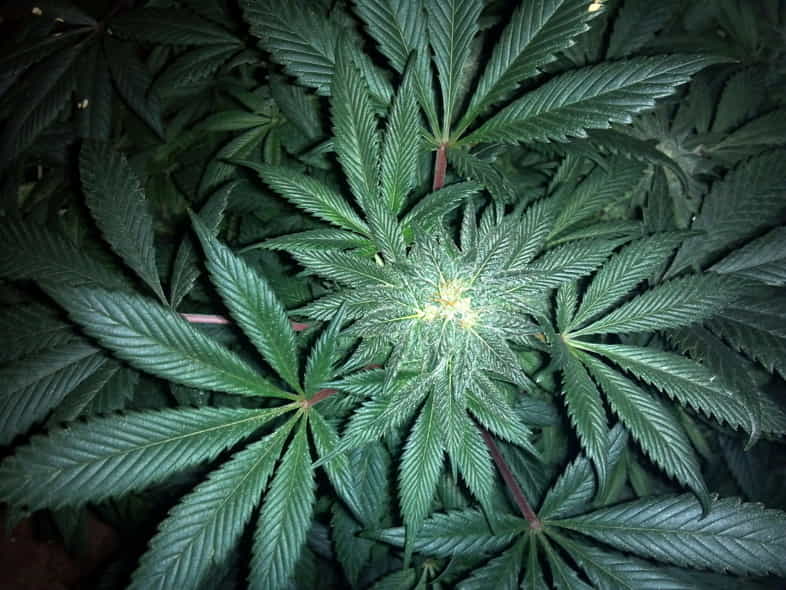 Marijuana appartenente alla famiglia delle Cannabacee