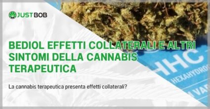 Bediol: ciò che devi sapere su questa varietà di cannabis terapeutica