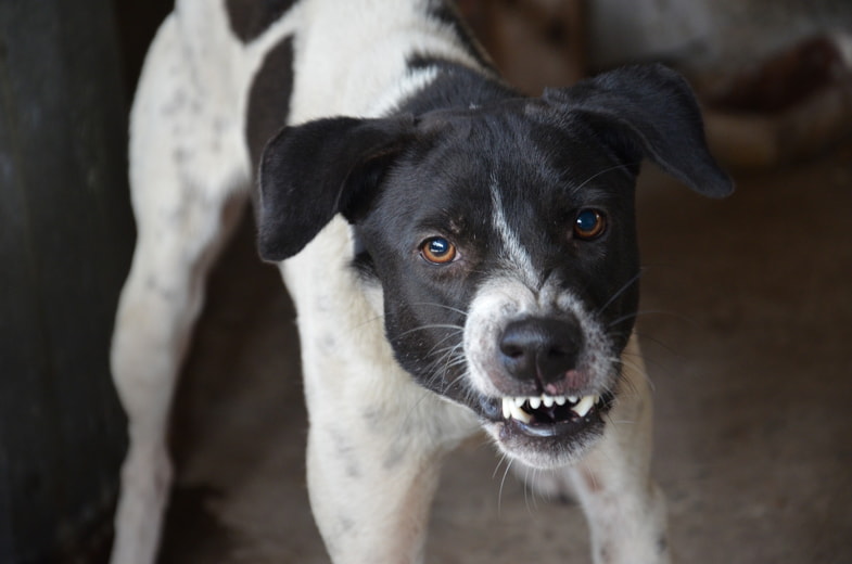 Cane aggressivo che ringhia verso l'obiettivo della fotocamera