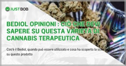 Bediol opinioni : ciò che devi sapere su questa varietà di cannabis terapeutica