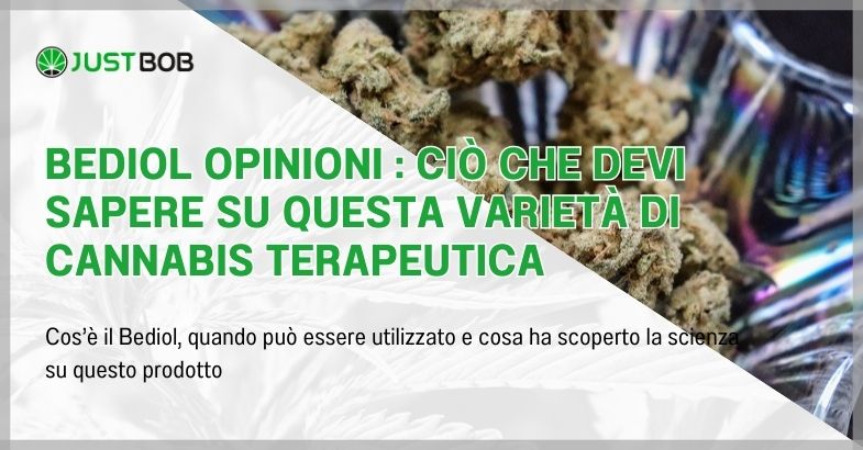 Bediol opinioni : ciò che devi sapere su questa varietà di cannabis terapeutica