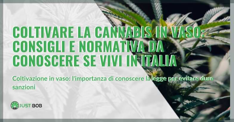 coltivare la cannabis in vaso: consigli e normativa