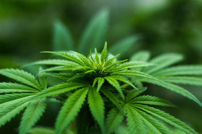 Esemplare di cannabis a basso tenore di THC coltivato nel rispetto della legge