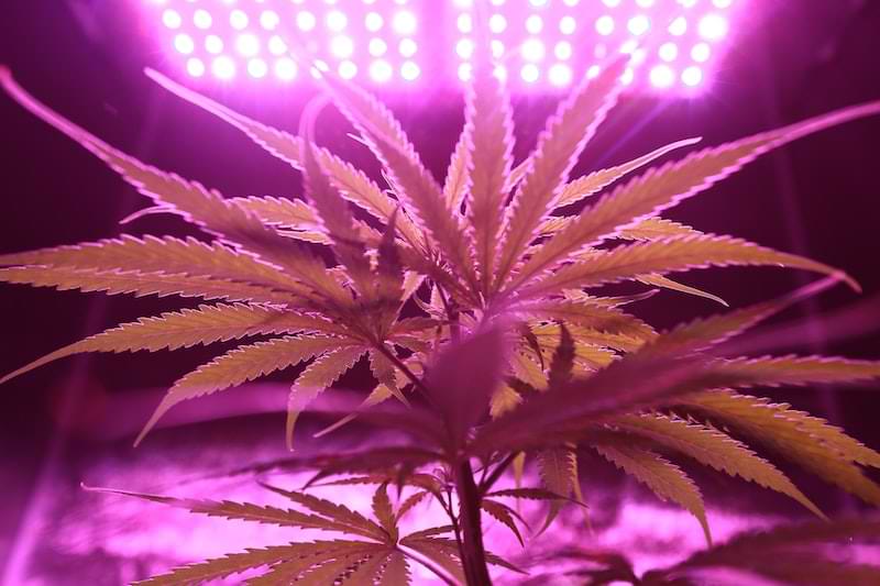 pianta di marijuana legale coltivazione in vaso indoor