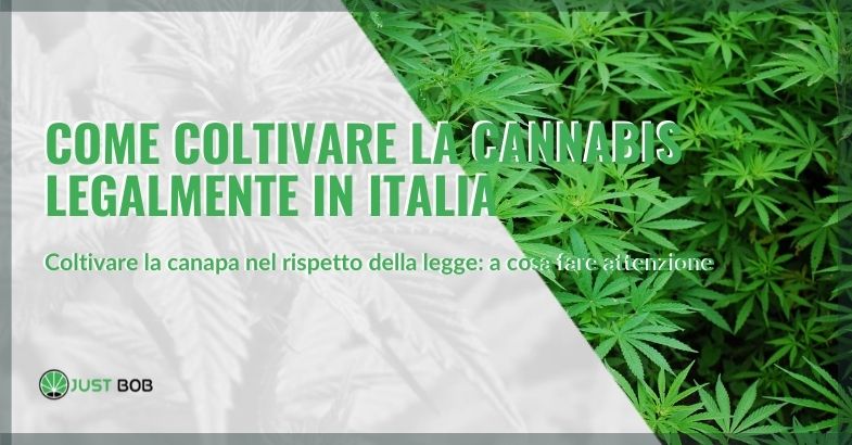 Come coltivare cannabis legalmente in Italia