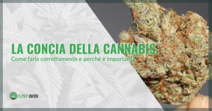 Come fare correttamente la concia della cannabis