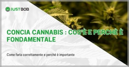 Concia cannabis : cos'è e perchè è fondamentale