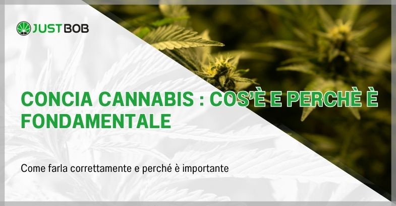 Concia cannabis : cos'è e perchè è fondamentale