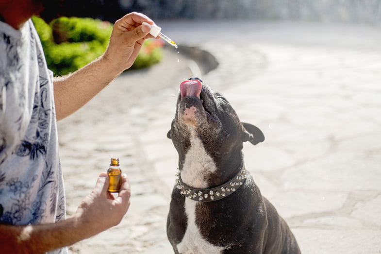 Uomo che versa alcune gocce di olio di CBD sulla lingua del proprio cane