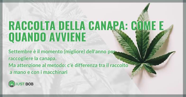 raccolta della canapa: come e quando avviene?