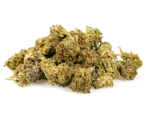 HQ cbd boost small buds di cannabis light