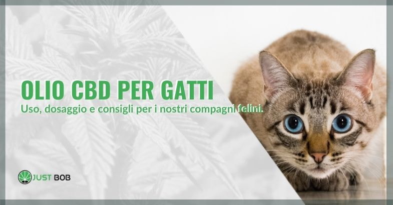 Uso dosaggio e consigli sull'olio di cbd per gatti