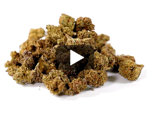 erba-legale-HQ-cbd-boost-variante-small
