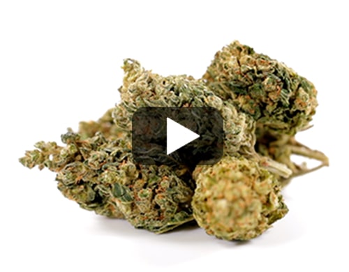 erba-legale-HQ-cbd-boost