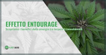 I benefici dell'effetto entourage nella cannabis.