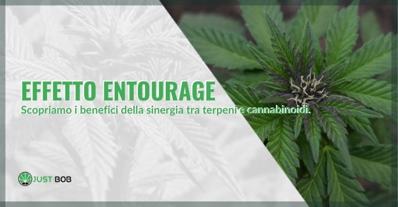 I benefici dell'effetto entourage nella cannabis.