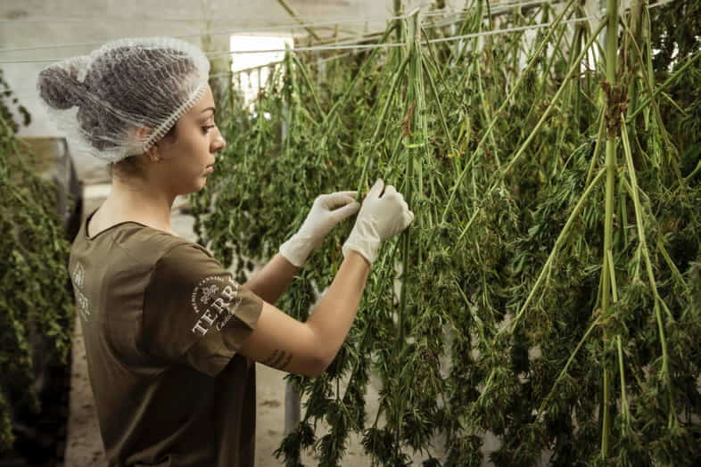 Donna che lavora a contatto con la cannabis