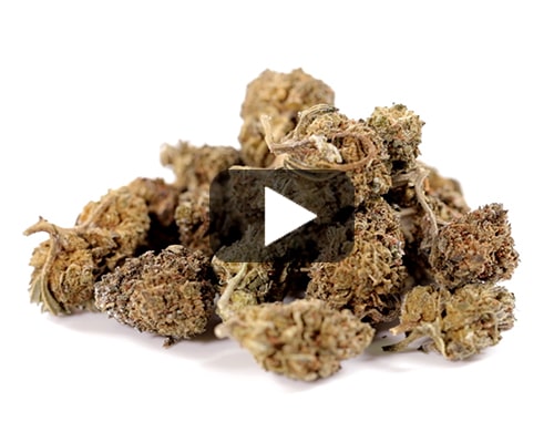 erba-legale-amnesia-cbd-boost