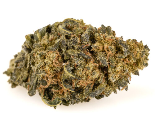 infiorescenza amnesia cbd boost