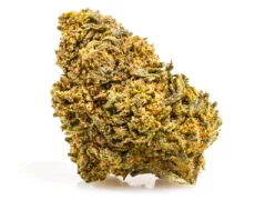 infiorescenza di cannabis light amnesia cbd boost