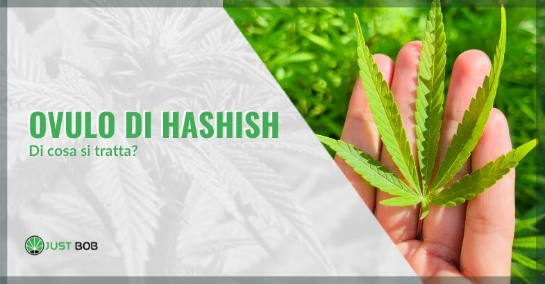 Ovulo di hashish: di cosa si tratta?