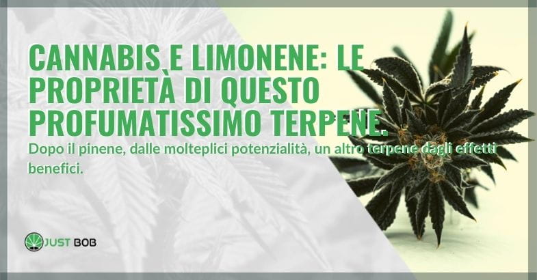 Le proprietà del limonene nella cannabis