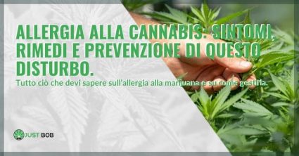 I sintomi e rimedi per l'allergia alla cannabis