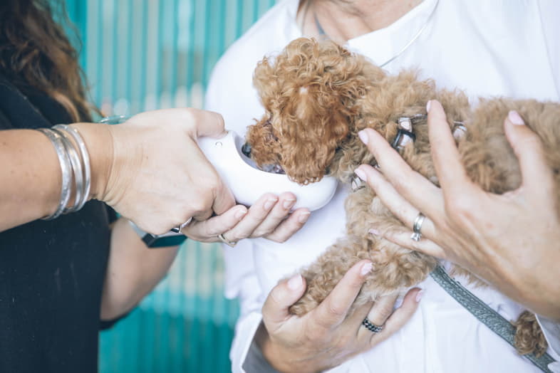 Cane che mangia una medicina a base di carbone attivo