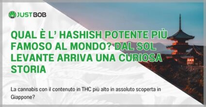 Qual è l’ hashish potente più famoso al mondo?