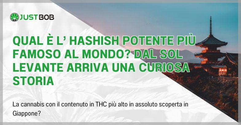 Qual è l’ hashish potente più famoso al mondo?