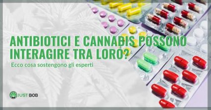 antibiotici e cannabis