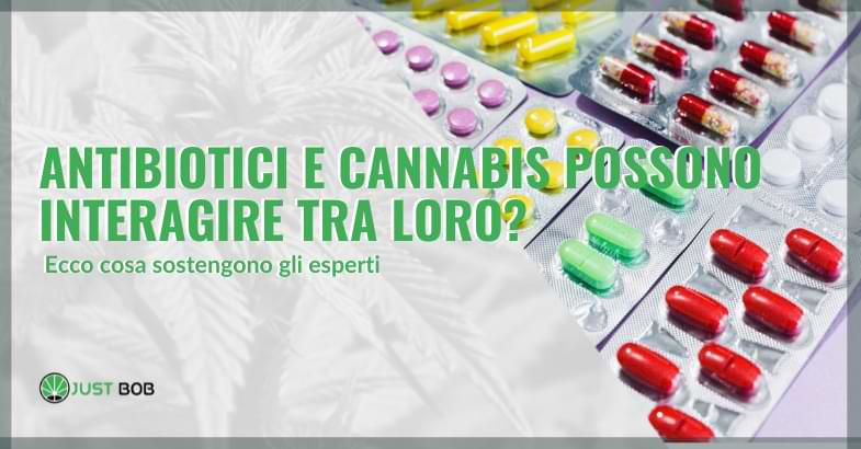 antibiotici e cannabis