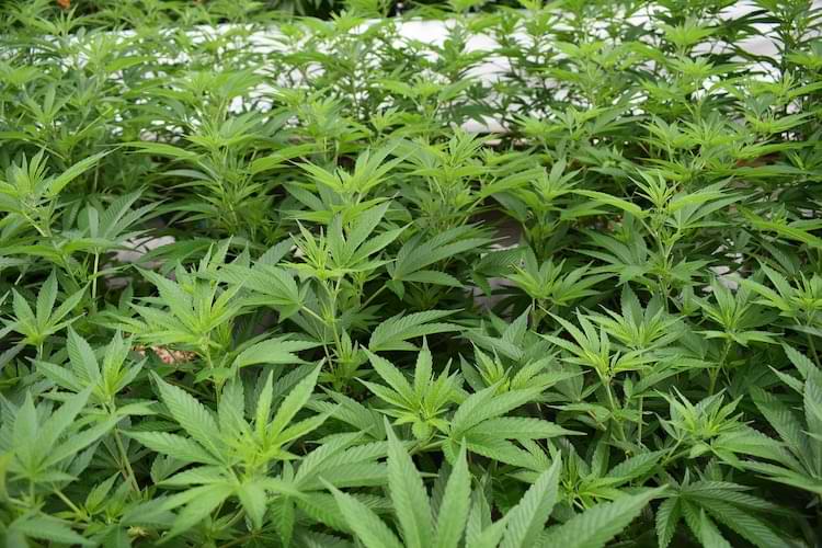 coltivazione monster cropping cannabis