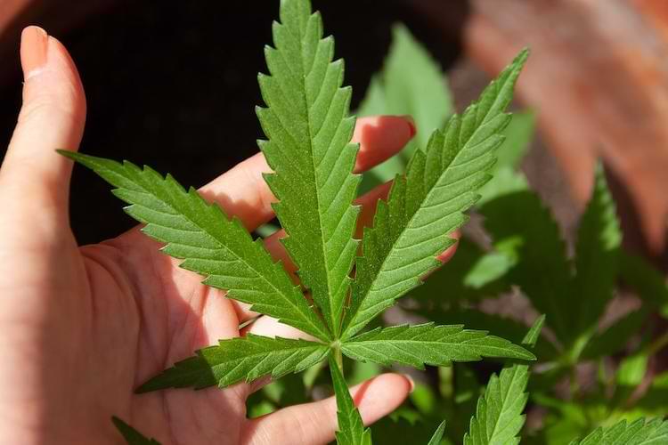semenze della cannabis