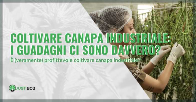 coltivare canapa industriale guadagni