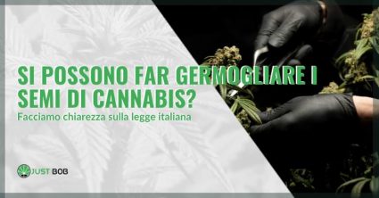 far germogliare i semi di cannabis