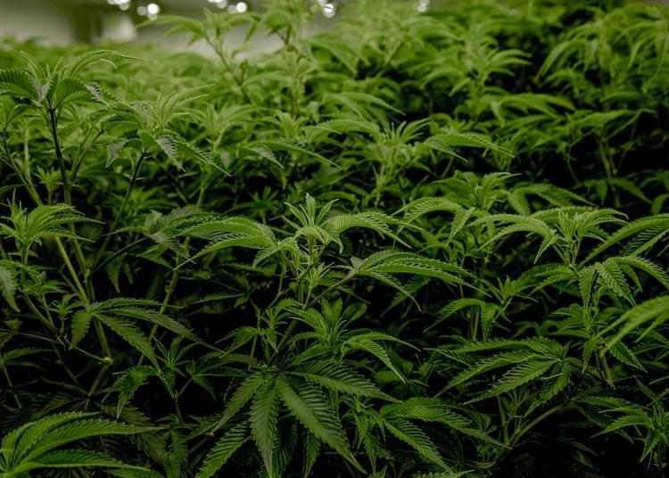 far germogliare i semi di cannabis