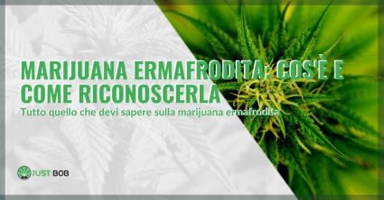 marijuana-ermafrodita