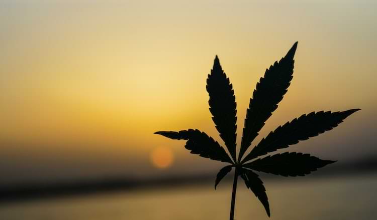 foglia di pianta di cannabis
