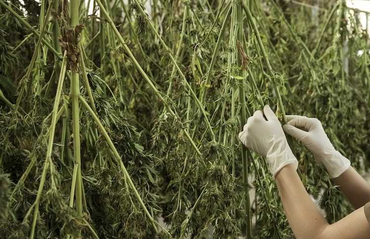 essiccazione cannabis