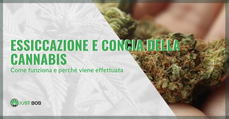 essiccazione cannabis