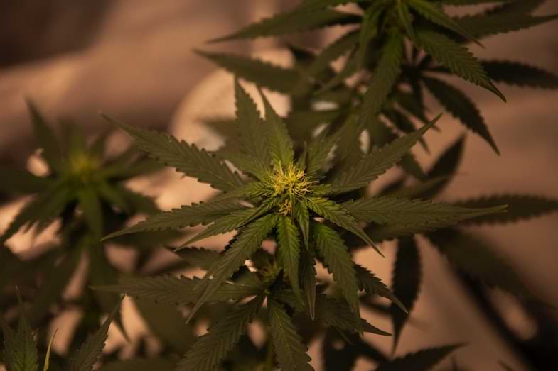 germogli di canapa sativa