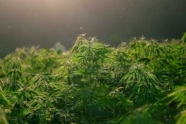 coltivazione di marijuana ibrida