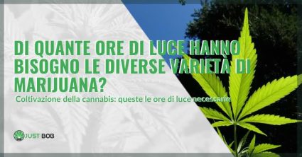 marijuana ore di luce