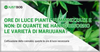 Ore di luce piante femminizzate e non