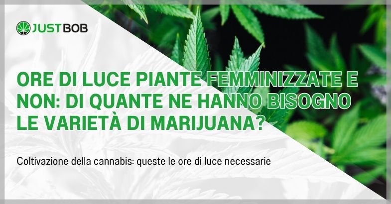 Ore di luce piante femminizzate e non