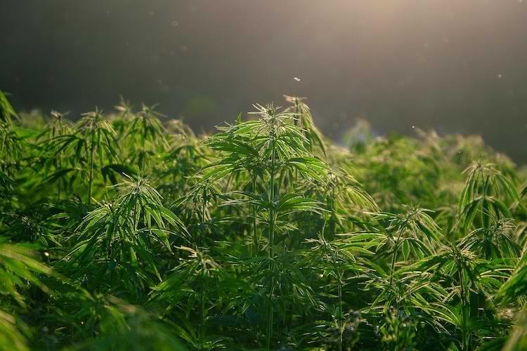 ore di luce e buio cannabis