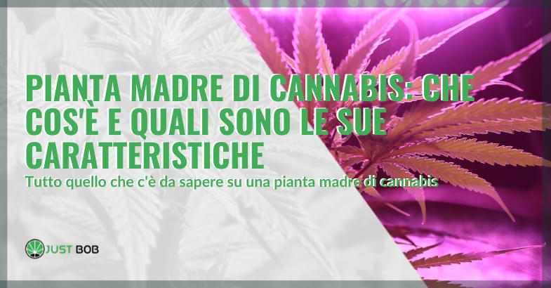 pianta madre di cannabis